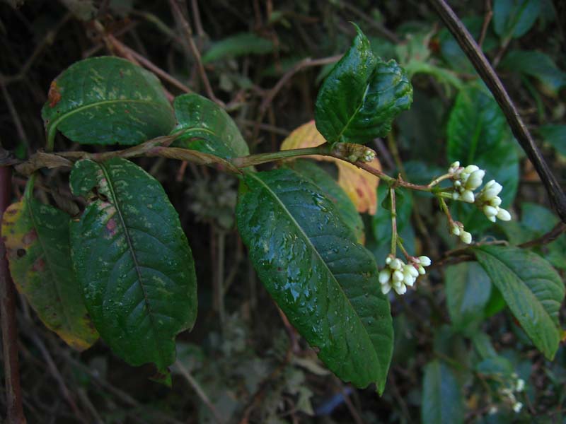 علف هفت بند چینی